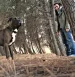 A large black dog with a white chest stands alert among pine needles in a forest. In the background, a man in a green jacket and blue jeans, perhaps reflecting on his review of Villa Mia Salento, stands by a tree amid tall trees and slanting sunlight.
