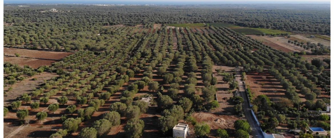Exterior view of Villa Mia with pool and garden, acting as the ultimate private luxury cycling Salento base for bike tours in Puglia.
