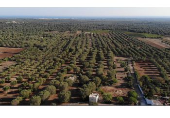 Exterior view of Villa Mia with pool and garden, acting as the ultimate private luxury cycling Salento base for bike tours in Puglia.