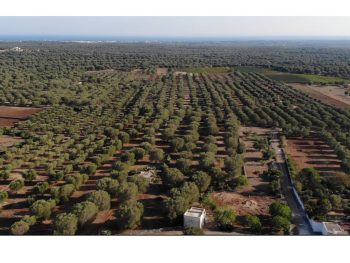 Exterior view of Villa Mia with pool and garden, acting as the ultimate private luxury cycling Salento base for bike tours in Puglia.